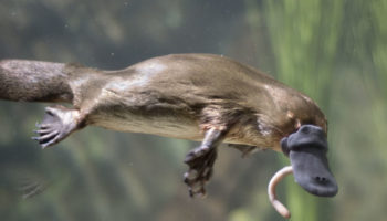 Picture 12 Bizarre Facts About Animals That Will Leave You Amazed