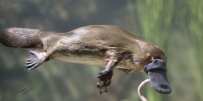 Picture 12 Bizarre Facts About Animals That Will Leave You Amazed