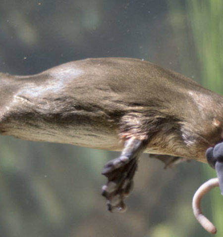 Picture 12 Bizarre Facts About Animals That Will Leave You Amazed