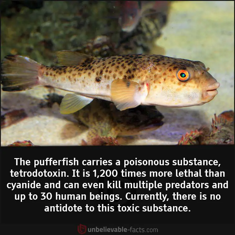 Pufferfish store a tetrodotoxin