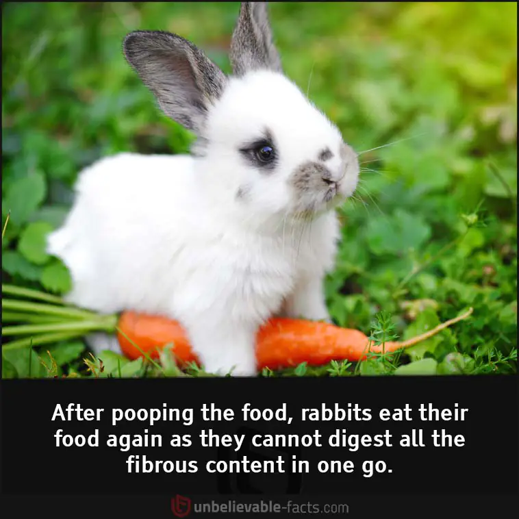 Rabbits eat their own poop.