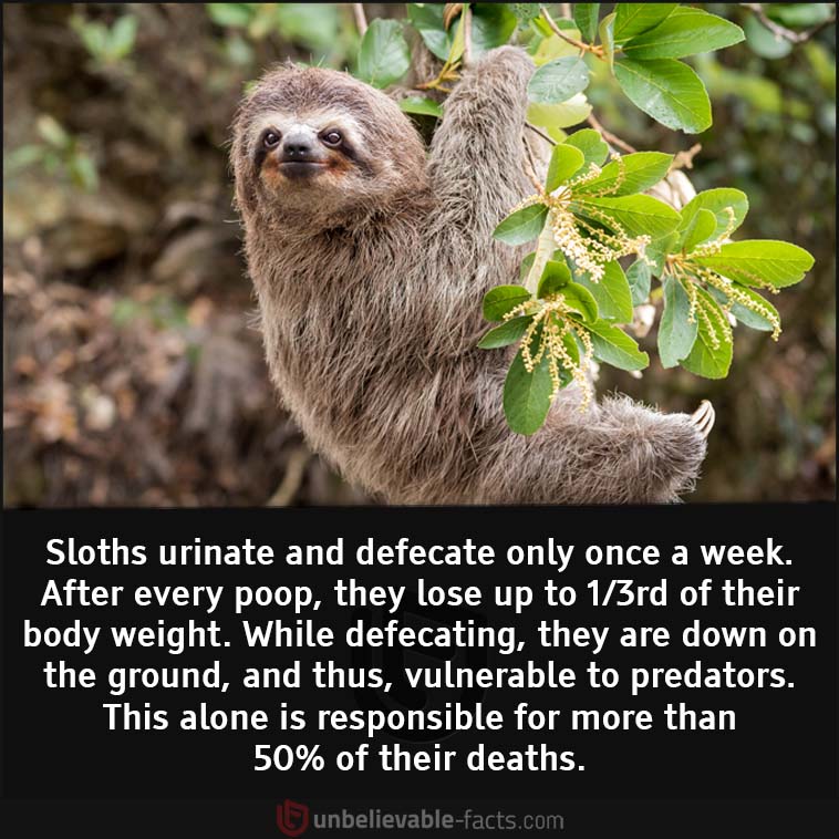 Sloths urinate and defecate only once a week