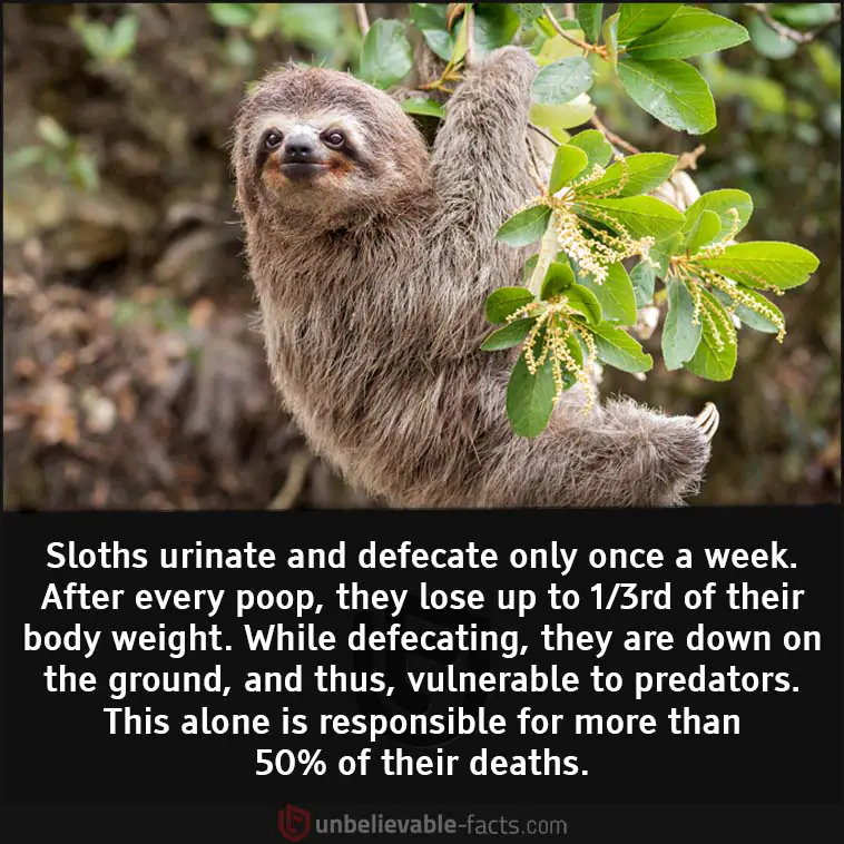 Sloths urinate and defecate only once a week