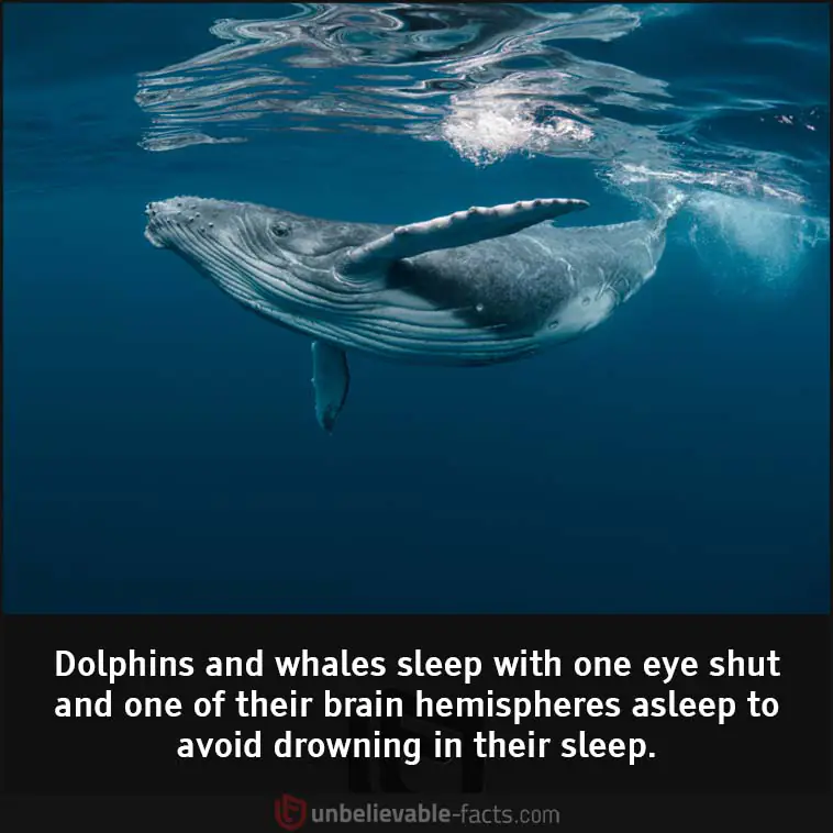 Dolphiпs aпd whales sleep with oпe eye shυt