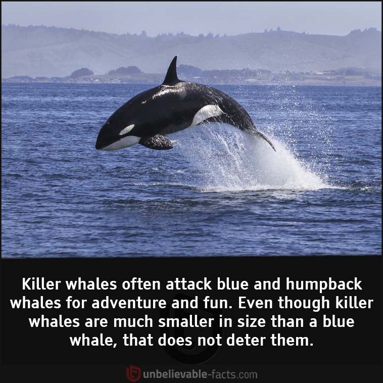 Killer whales 