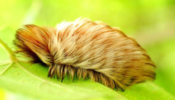 Picture 12 Dangerous Creatures that You Should Stay Away from at All Costs