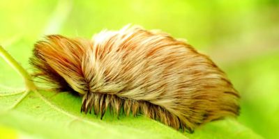 Picture 12 Dangerous Creatures that You Should Stay Away from at All Costs