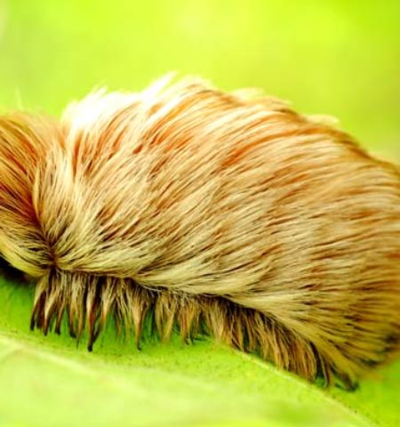 Picture 12 Dangerous Creatures that You Should Stay Away from at All Costs