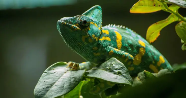 Chameleon