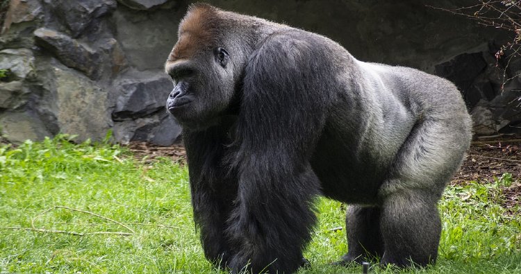 Gorilla