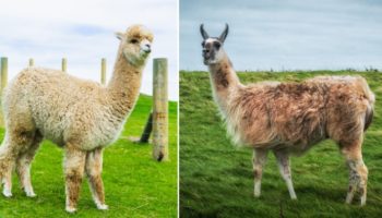 Picture 12 Pairs of Animals You Are Likely to Mistake for One Another