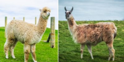 Picture 12 Pairs of Animals You Are Likely to Mistake for One Another