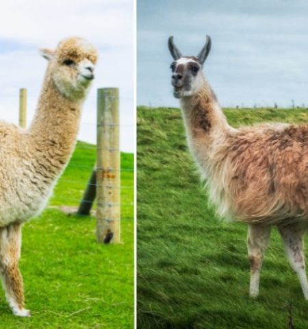 Picture 12 Pairs of Animals You Are Likely to Mistake for One Another