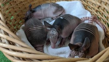 Picture 12 Interesting Facts to Pulverize Your Boredom