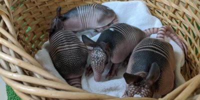 Picture 12 Interesting Facts to Pulverize Your Boredom