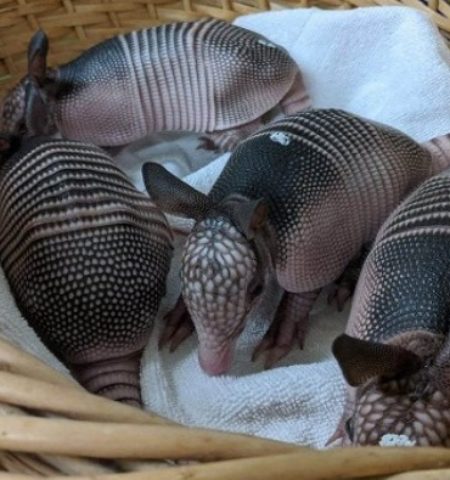 Picture 12 Interesting Facts to Pulverize Your Boredom