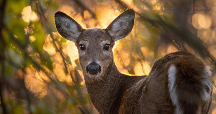 Deer’s eyes