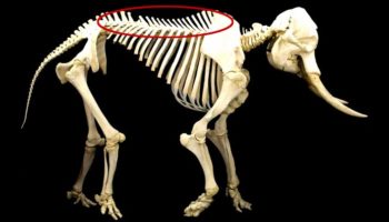 Picture 11 Important Facts About Animals that We Must Know