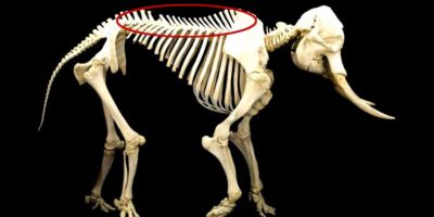 Picture 11 Important Facts About Animals that We Must Know