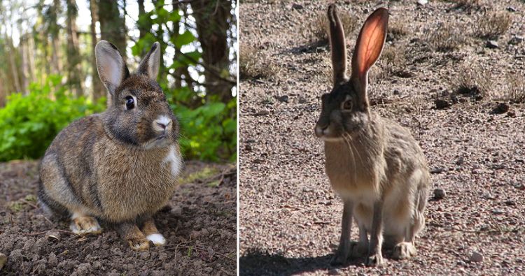Rabbit & Hare