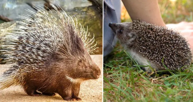 Porcupine & Hedgehog