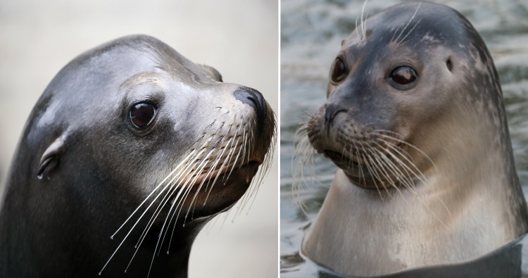 Sea Lion & Seal