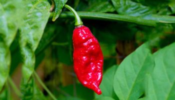 Picture 10 Food-Related Tragedies that May Surprise You