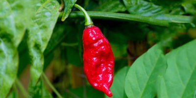 Picture 10 Food-Related Tragedies that May Surprise You