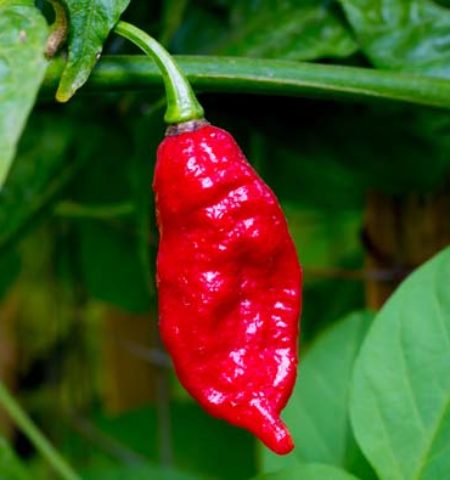 Picture 10 Food-Related Tragedies that May Surprise You