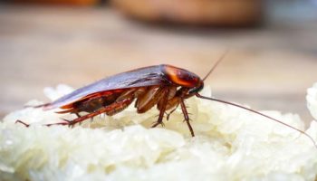 Picture 10 Facts that You Will Absolutely Regret Knowing