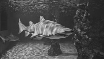 Picture 10 Most Mind-Boggling Missing Person Cases that Were Later Solved