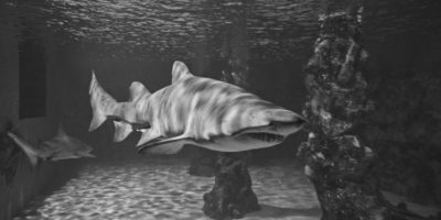 Picture 10 Most Mind-Boggling Missing Person Cases that Were Later Solved