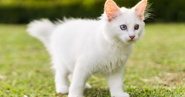 10 of the Most Fascinating Cat Breeds in the World