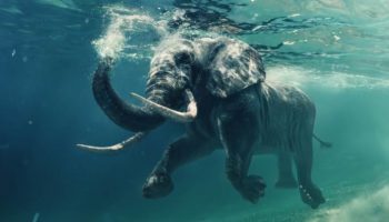 Picture 10 Fascinating Facts About Elephants