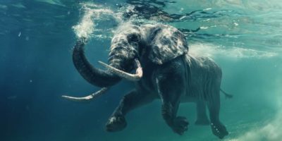 Picture 10 Fascinating Facts About Elephants