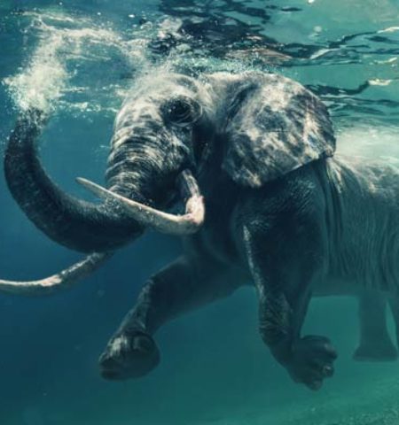 Picture 10 Fascinating Facts About Elephants