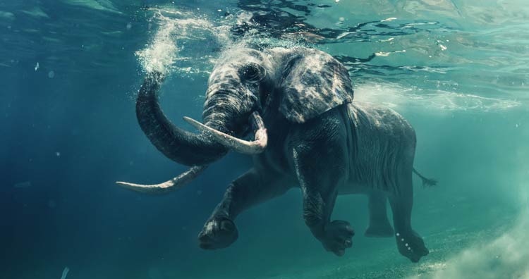 Elephant can swim
