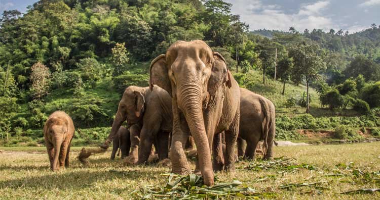 Elephants in jungle 