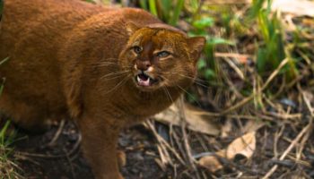 Picture 10 of the Most Fascinating Cat Breeds