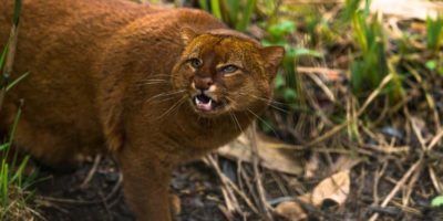 Picture 10 of the Most Fascinating Cat Breeds