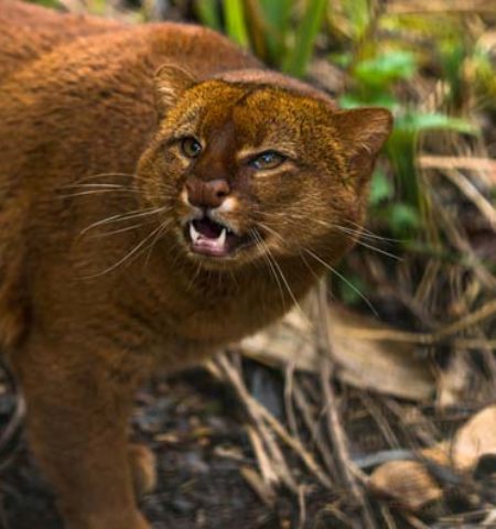 Picture 10 of the Most Fascinating Cat Breeds