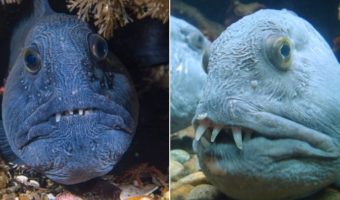 Picture 10 Strange Yet Fascinating Sea Creatures