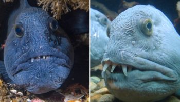 Picture 10 Strange Yet Fascinating Sea Creatures