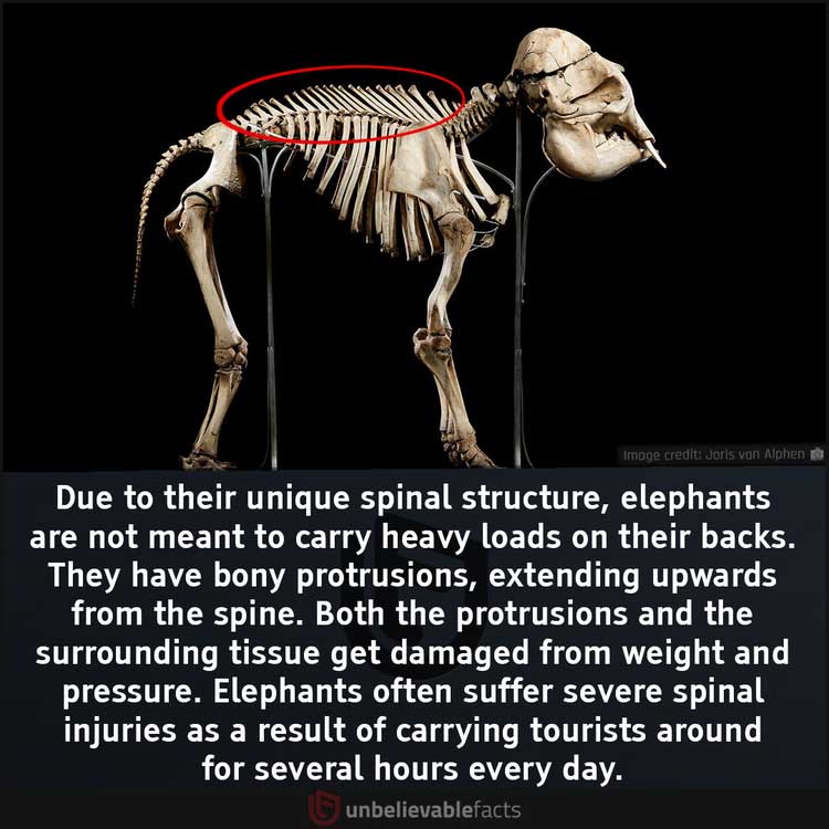 Elephant spine injury