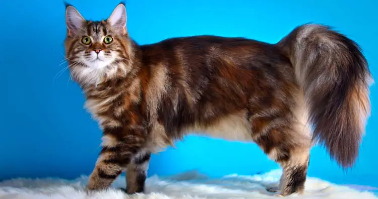 Maine Coon 