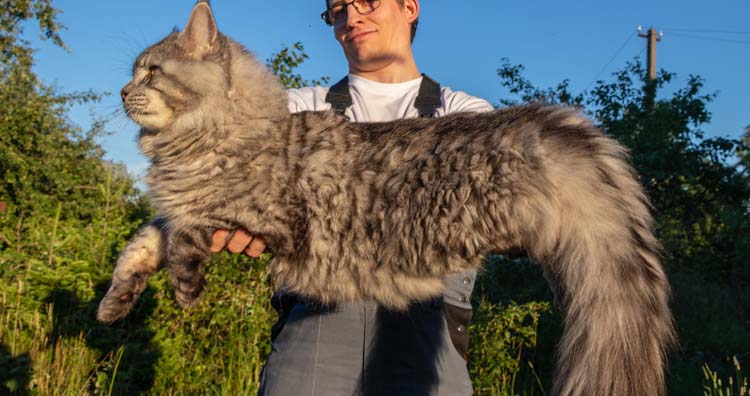 Man holding a main coon cat