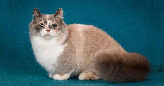 10 of the Most Fascinating Cat Breeds in the World