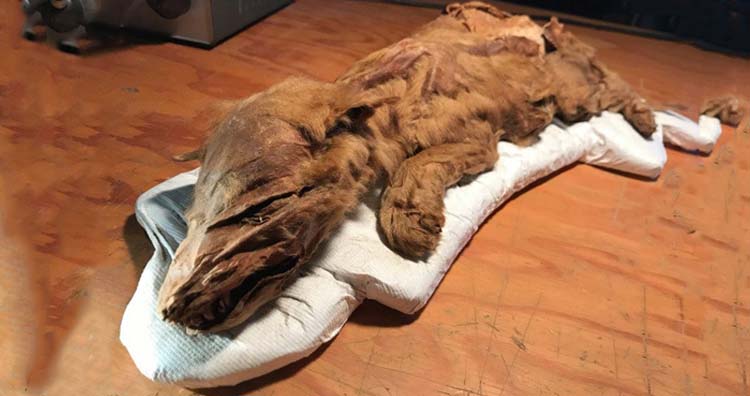 Wolf Pup Mummy Discovered in Yukon Gold Mine