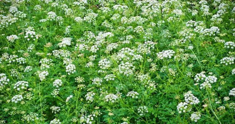 Poisonous hemlock