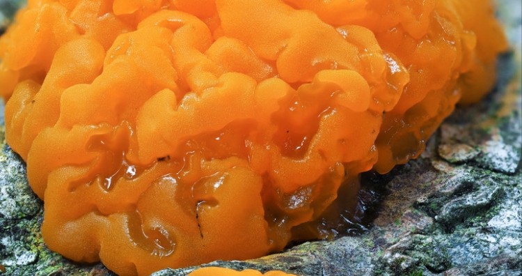 Golden Jelly Fungus 